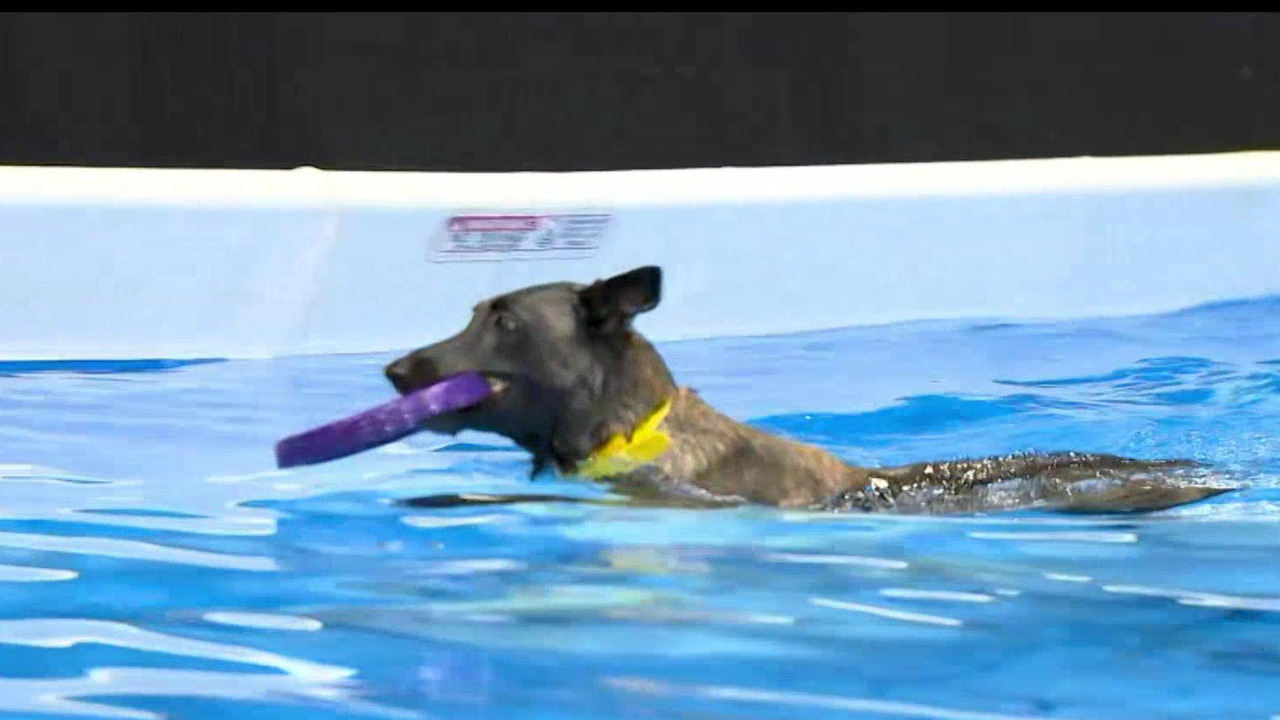 Stella is live at the Canadian Pet Expo for a behind-the-scenes look at the paw-sitively adorable pet talent