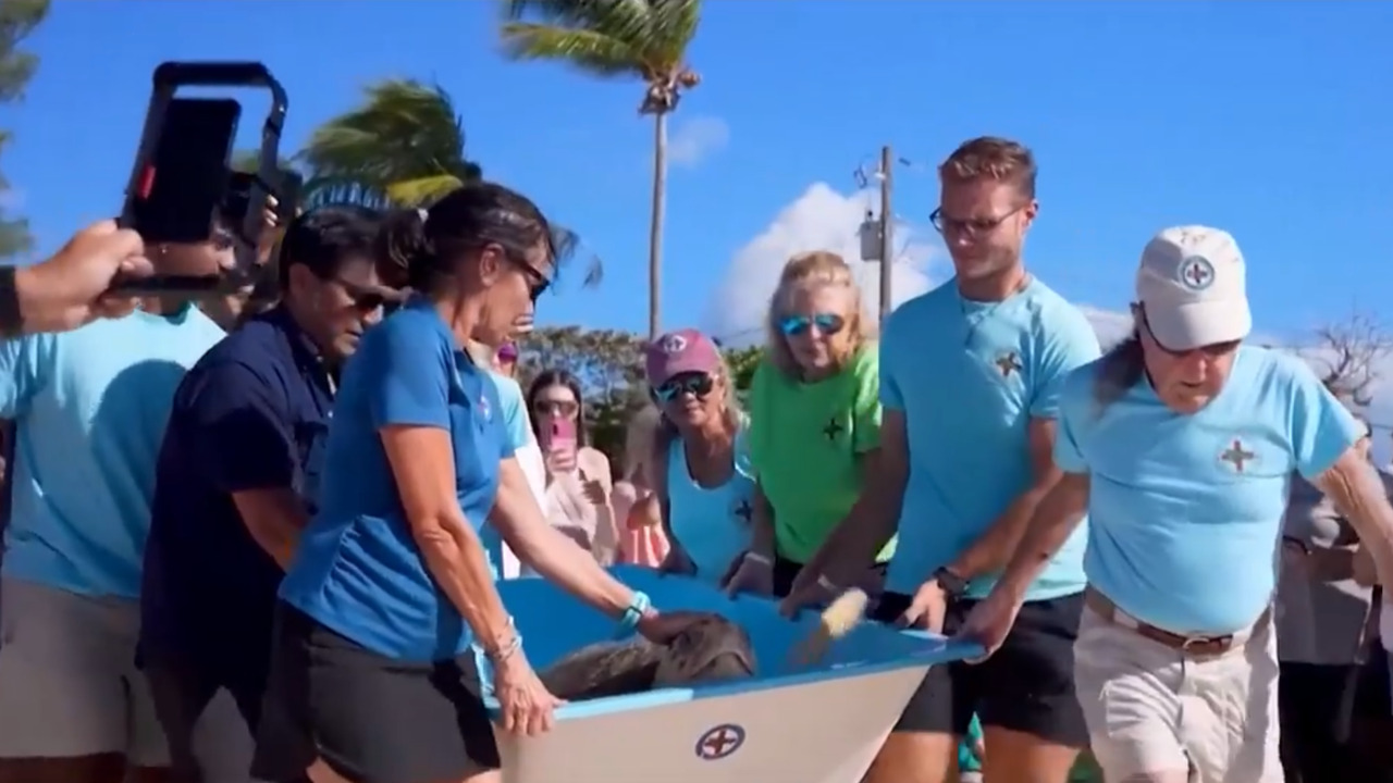 After months of recovery, Molly the turtle has returned to the sea!