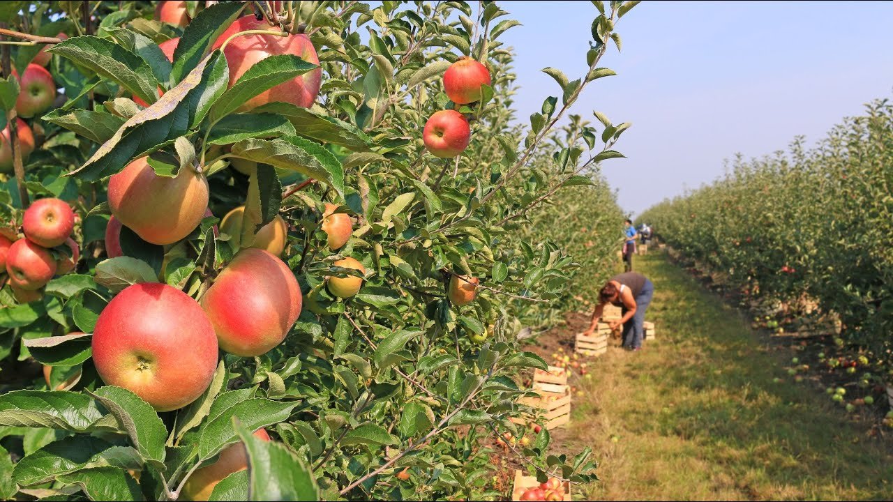 How Waterloo Region is growing agritourism through local experiences