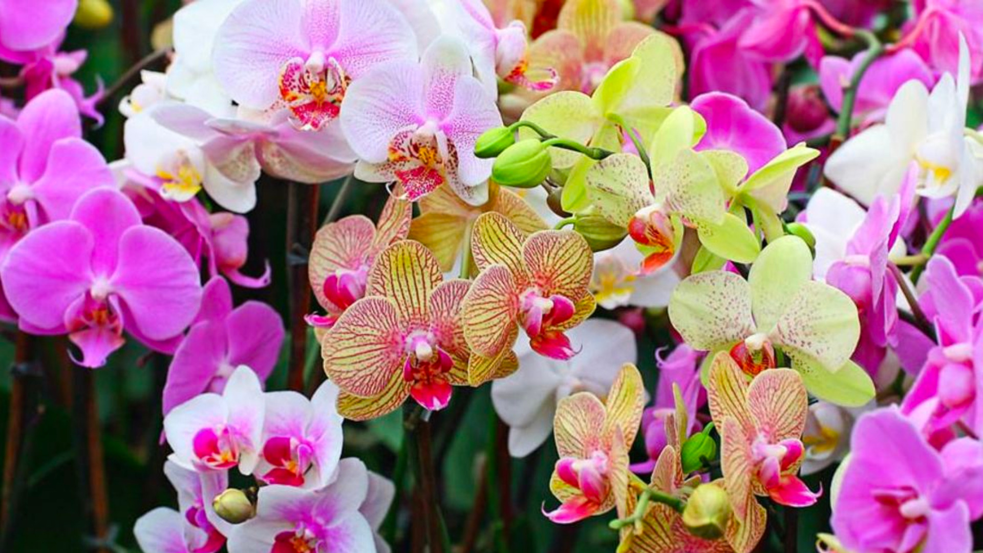 Why you should gift your lover orchids this Valentine's Day