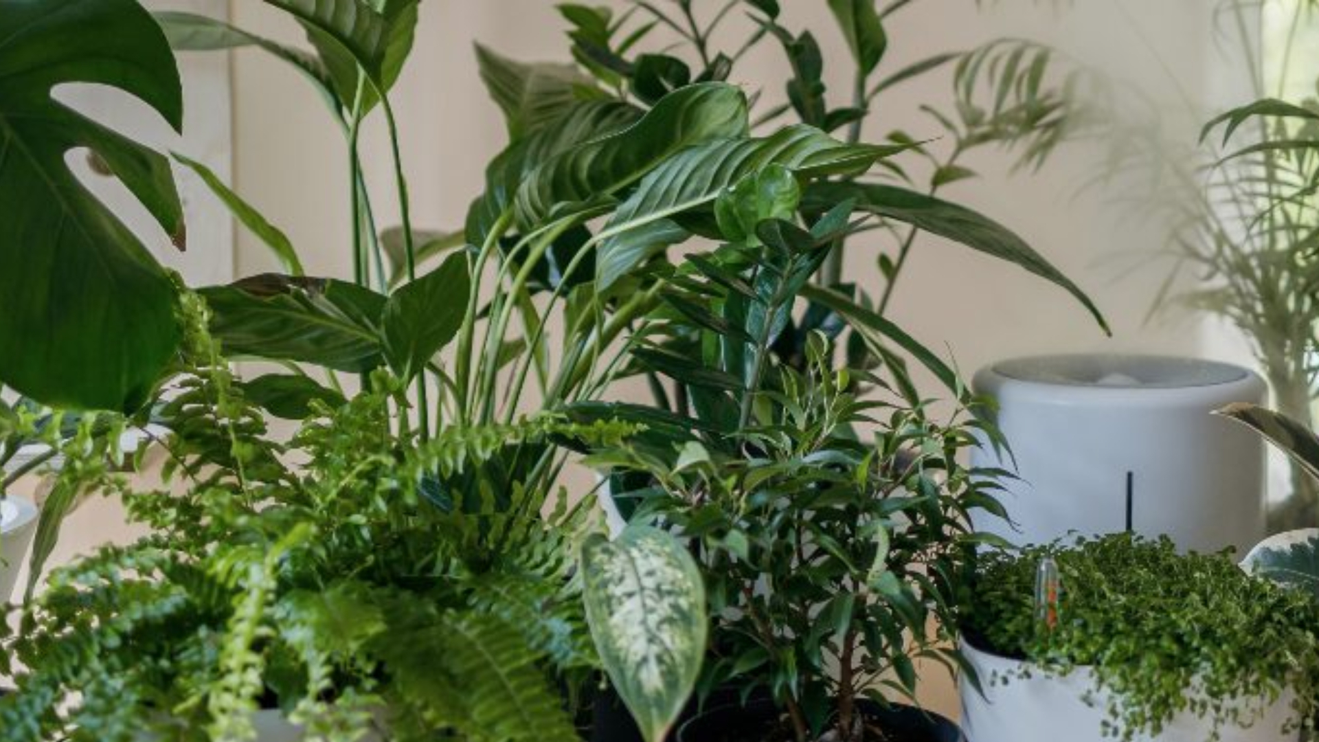 These essential tips will keep your houseplants healthy and thriving