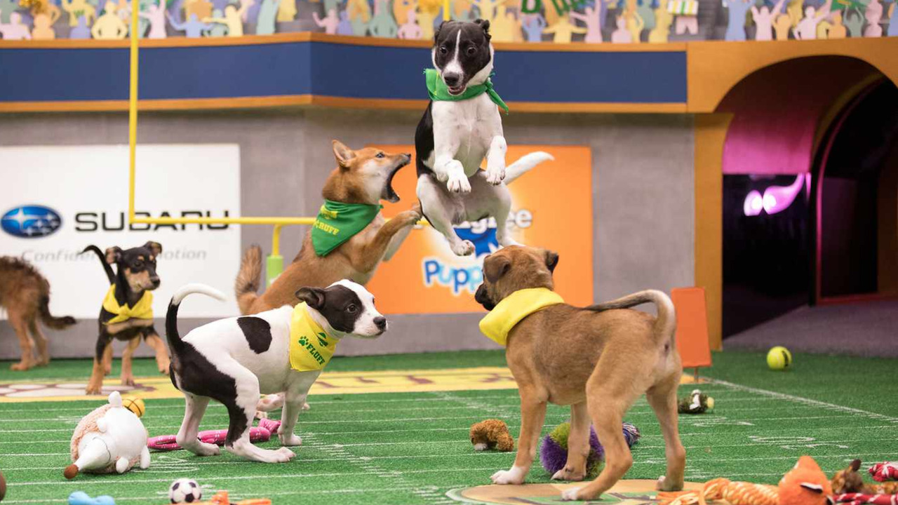 15.3 million tune in for Puppy Bowl cuteness