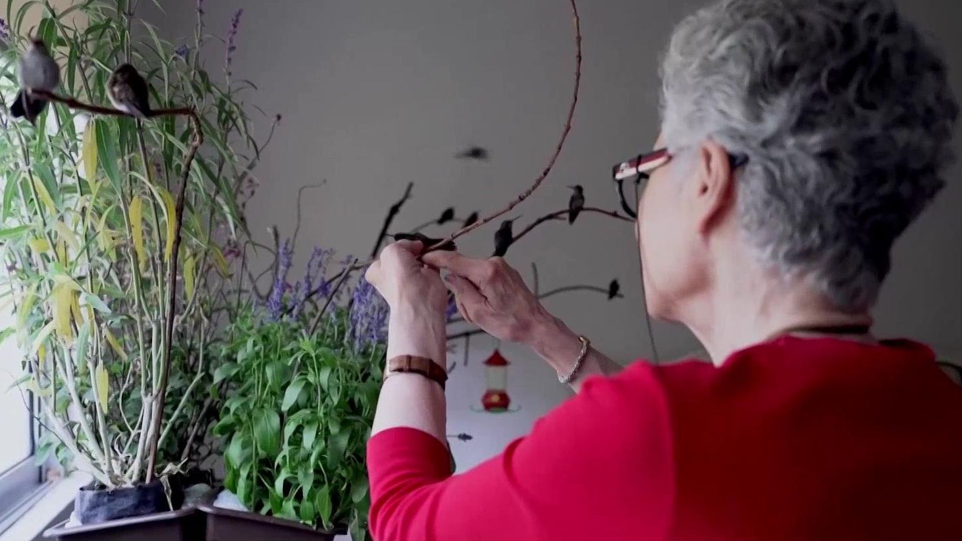 This cancer survivor helps nurse hummingbirds back to health