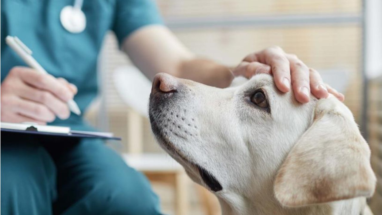 What vets wish they could say to pet owners