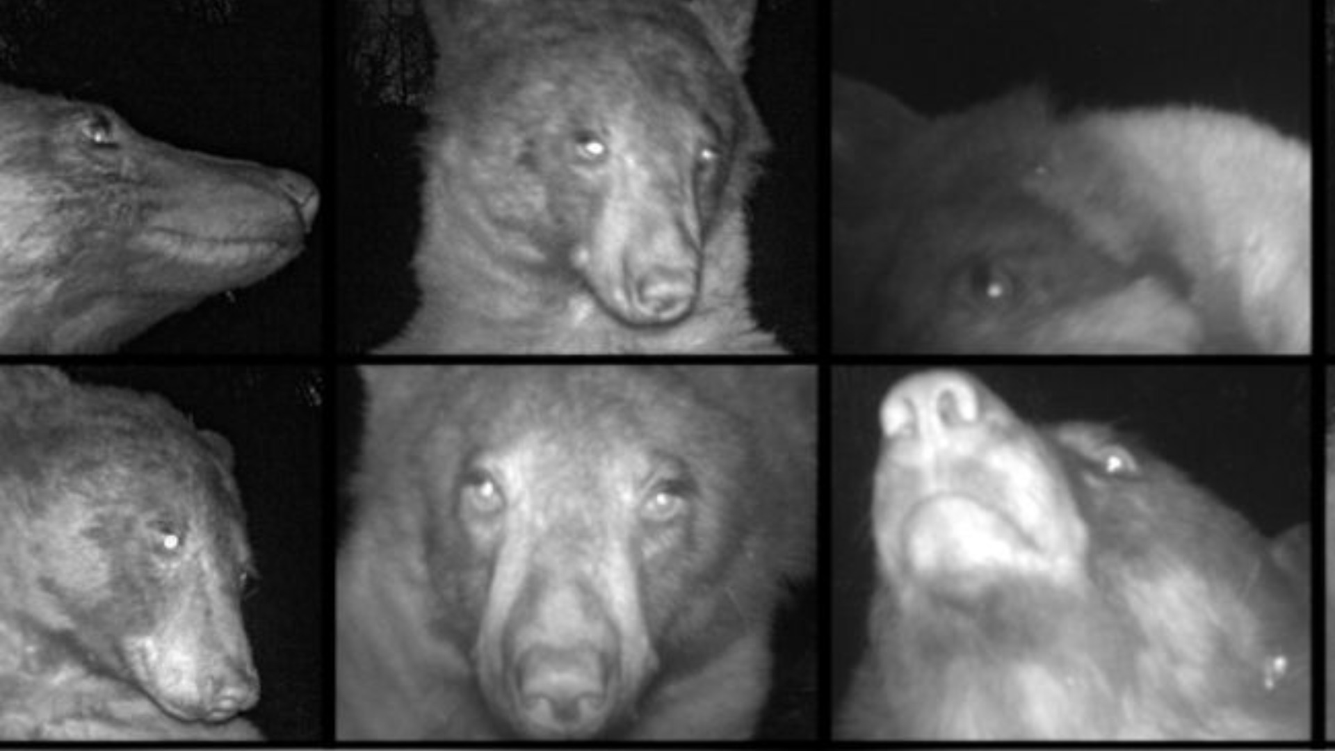 Bear goes viral after taking 400 selfies on wildlife camera