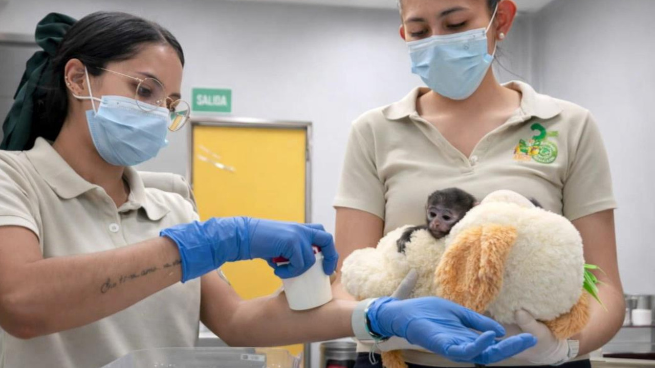 Watch as this adorable 6-week-old monkey befriends a stuffed dog toy