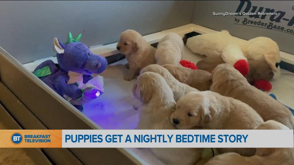 BT Bright Spot: puppies being read a bedtime story