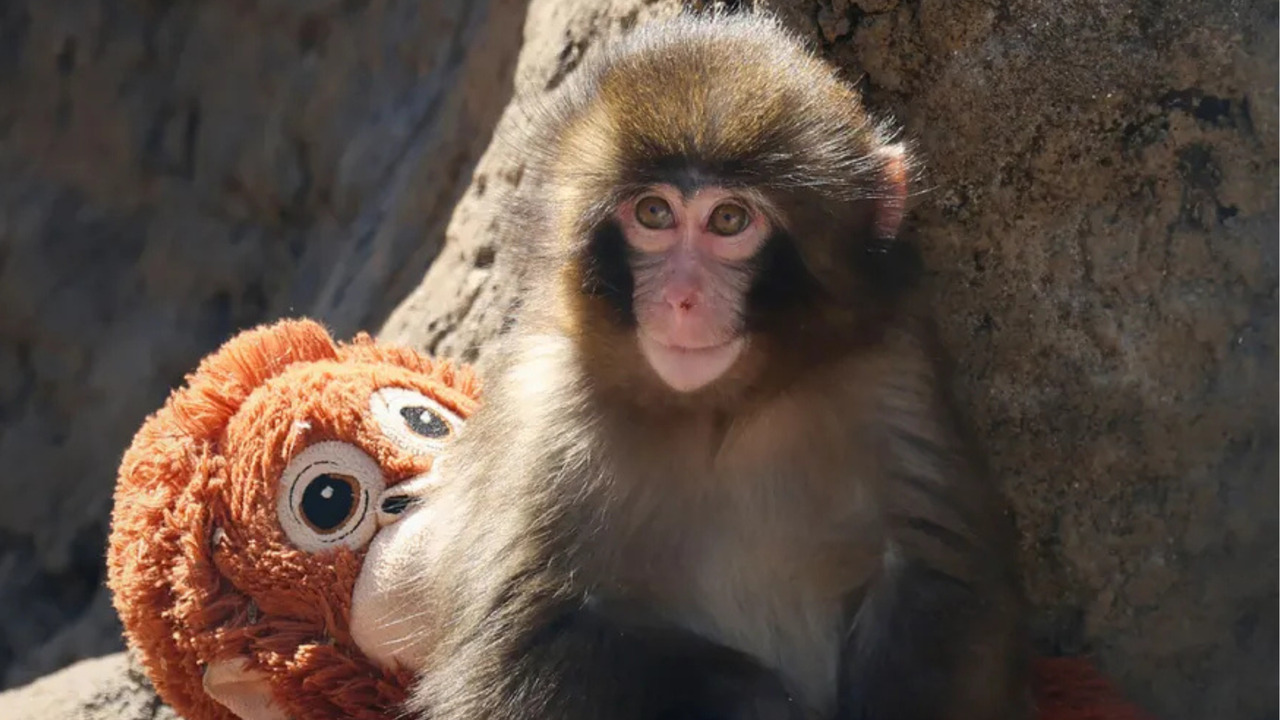 Punch the monkey is finally starting to make friends!