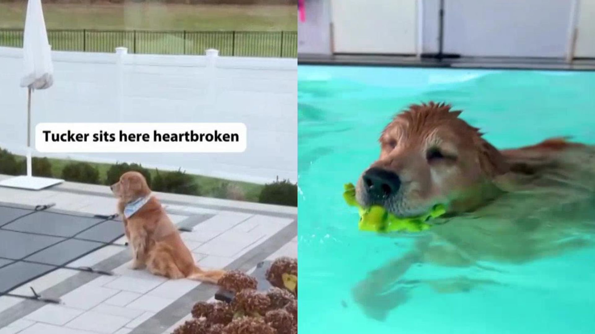 These pouting pups were dying to hop in the pool (and we don't blame them)