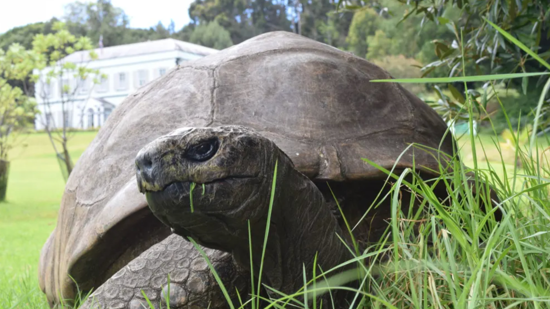 This tortoise just turned 190 years old