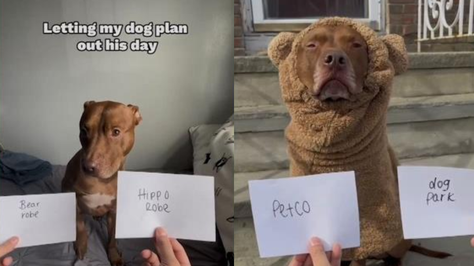 This dog planned out his own day on his own