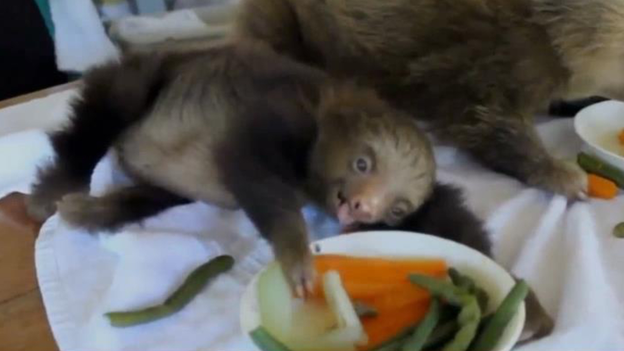 These baby sloths are loving their afternoon snack