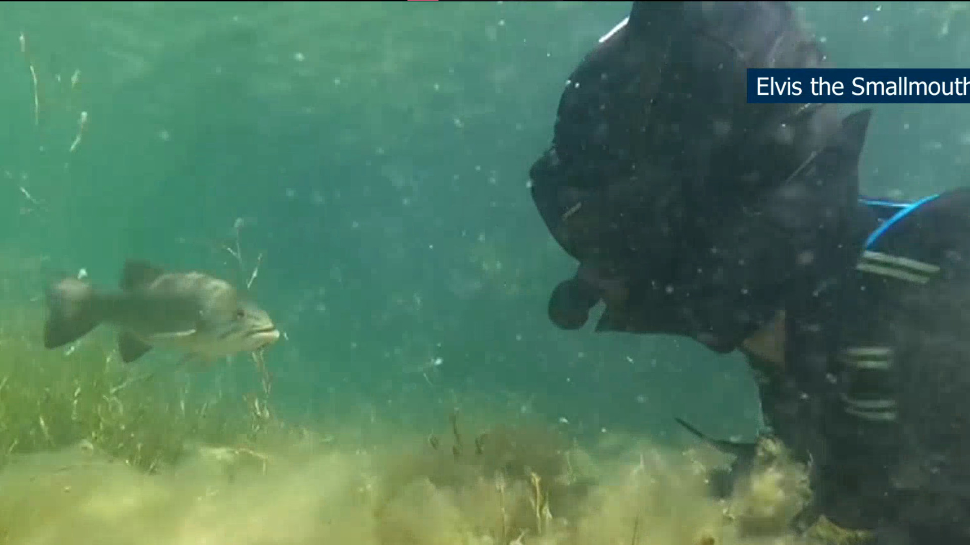 Man befriends freshwater fish — and they meet up every summer