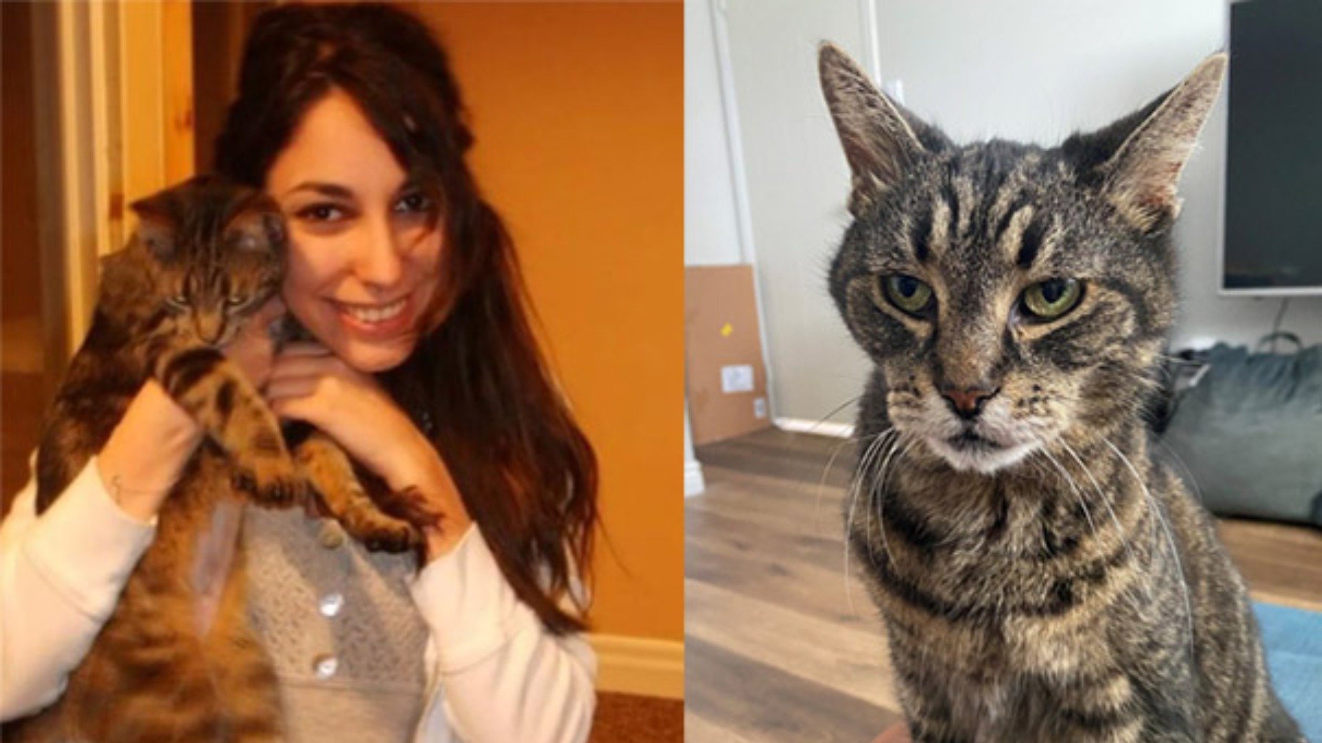 Owner is reunited with her missing cat after 12 years – Breakfast ...