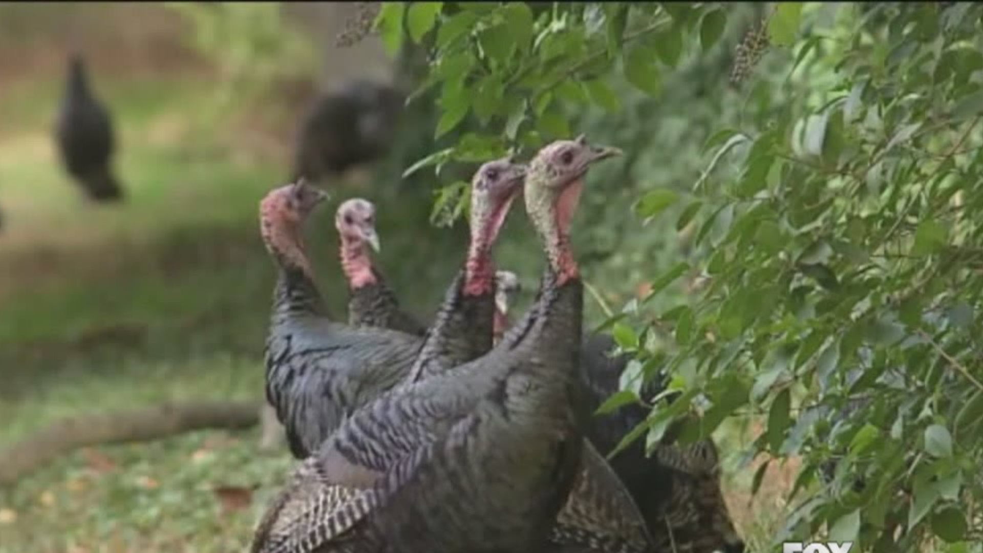 This turkey won't stop chasing people down