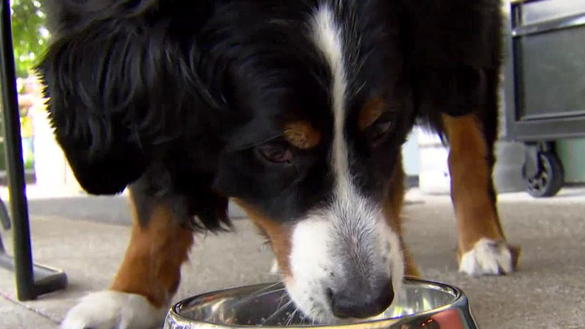 You can now treat your furry friend to a cold one at all Beertown locations this summer