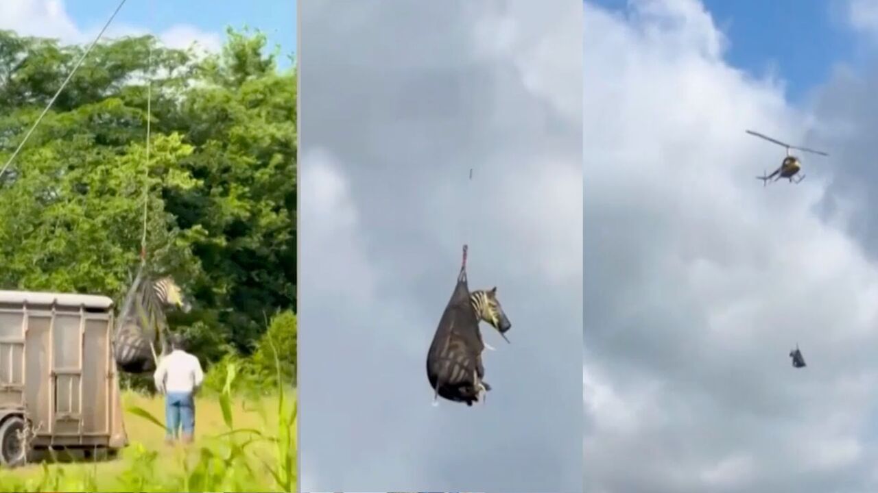WATCH: Runaway pet zebra caught and airlifted in Tennessee