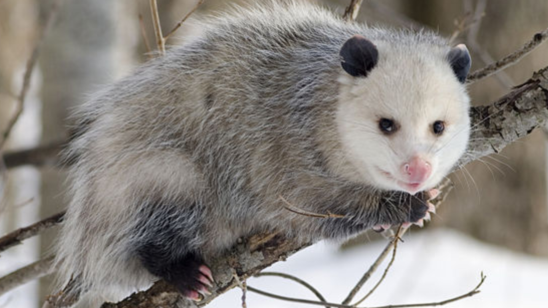 Why opossums are Canada’s most misunderstood animal Breakfast Television