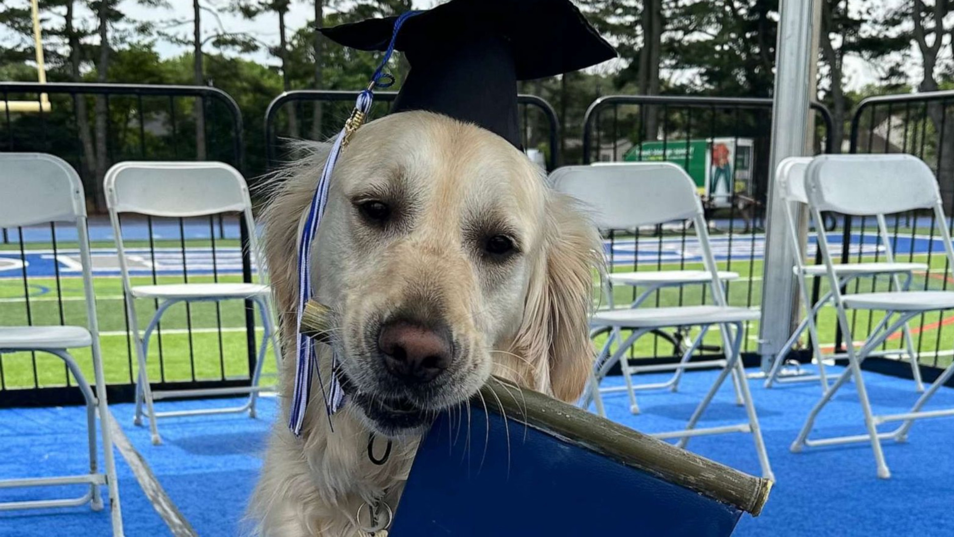 Spiffy the therapy dog graduates high school