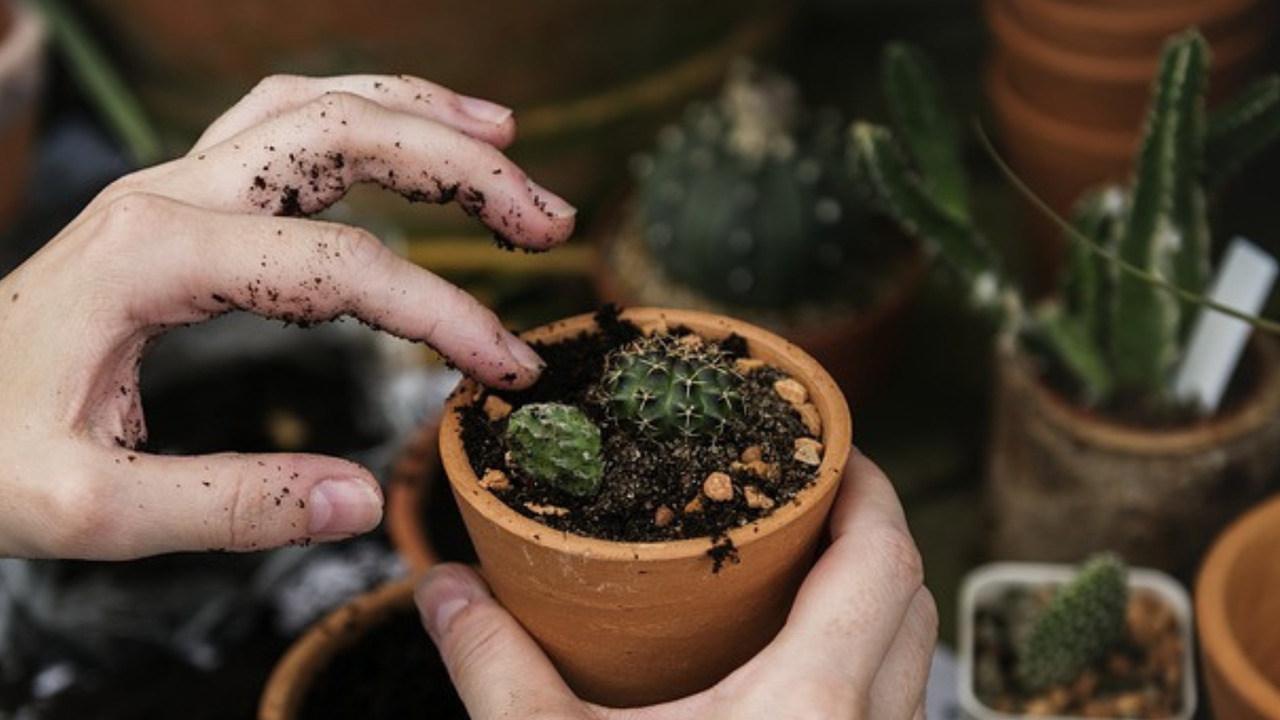 Digging into the benefits of horticultural therapy