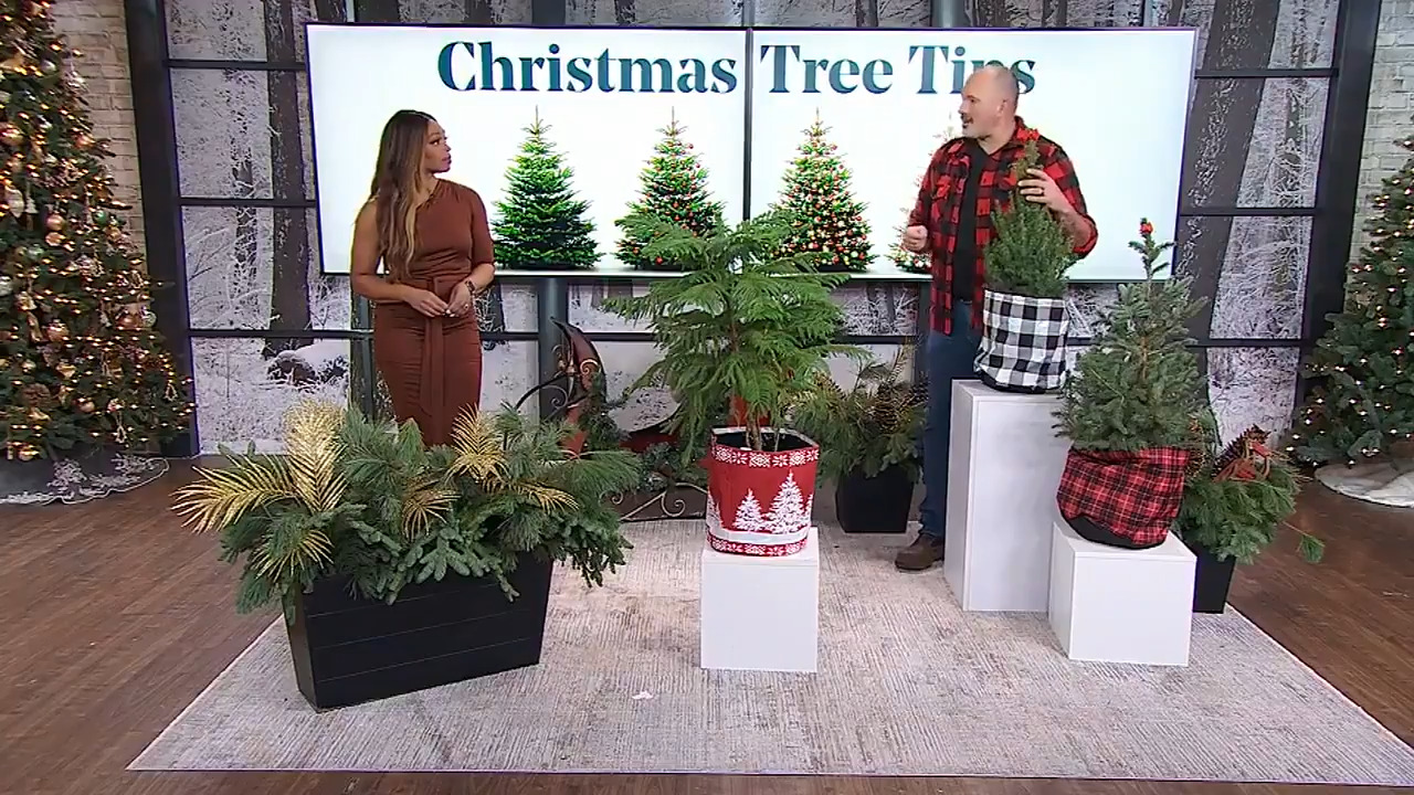 Everything you need to know to care for a real Christmas tree Video Cityline