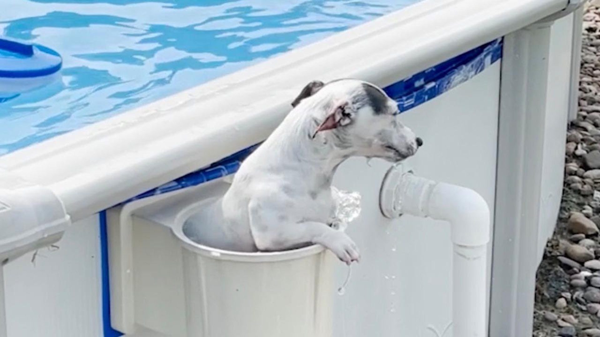 This dog has a creative way of getting in and out of the pool