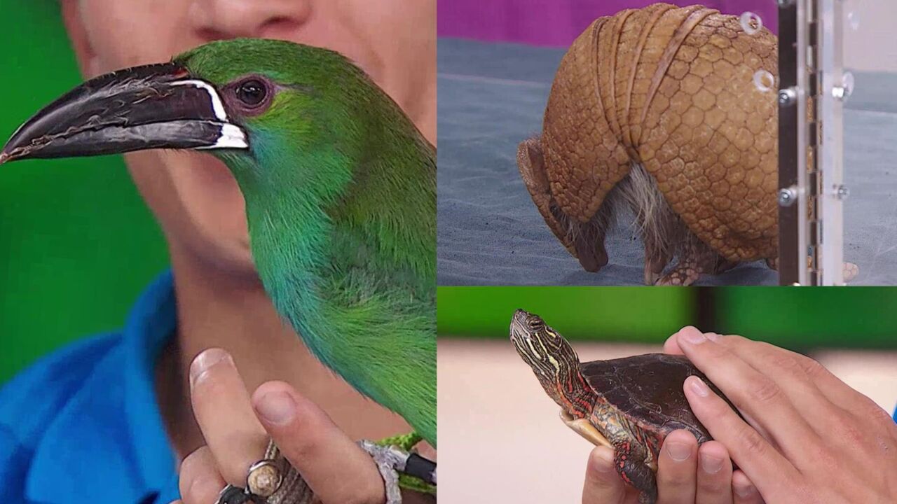 A mini toucan joins Meredith in studio for Biological Diversity Day