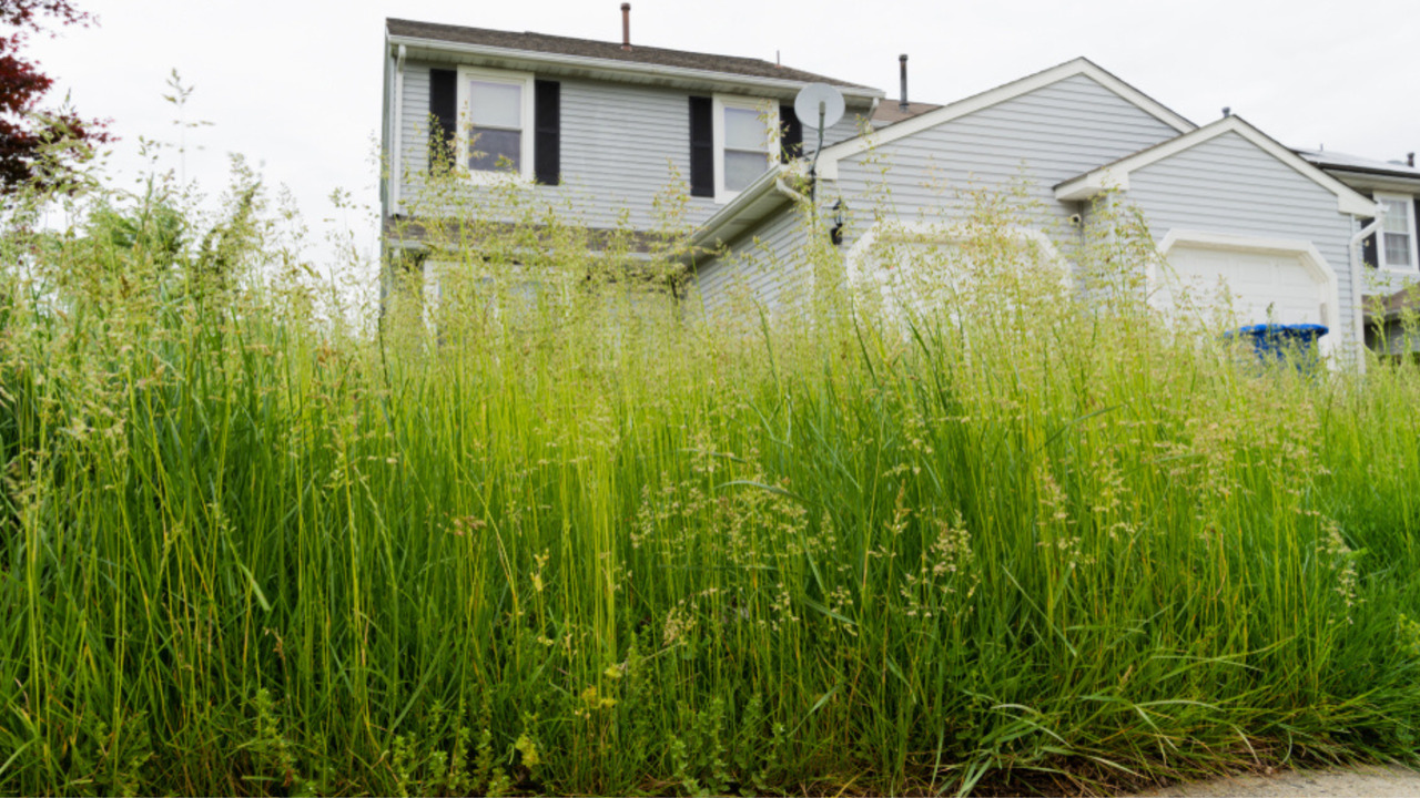 Mississauga man wins court battle over tall grass bylaw