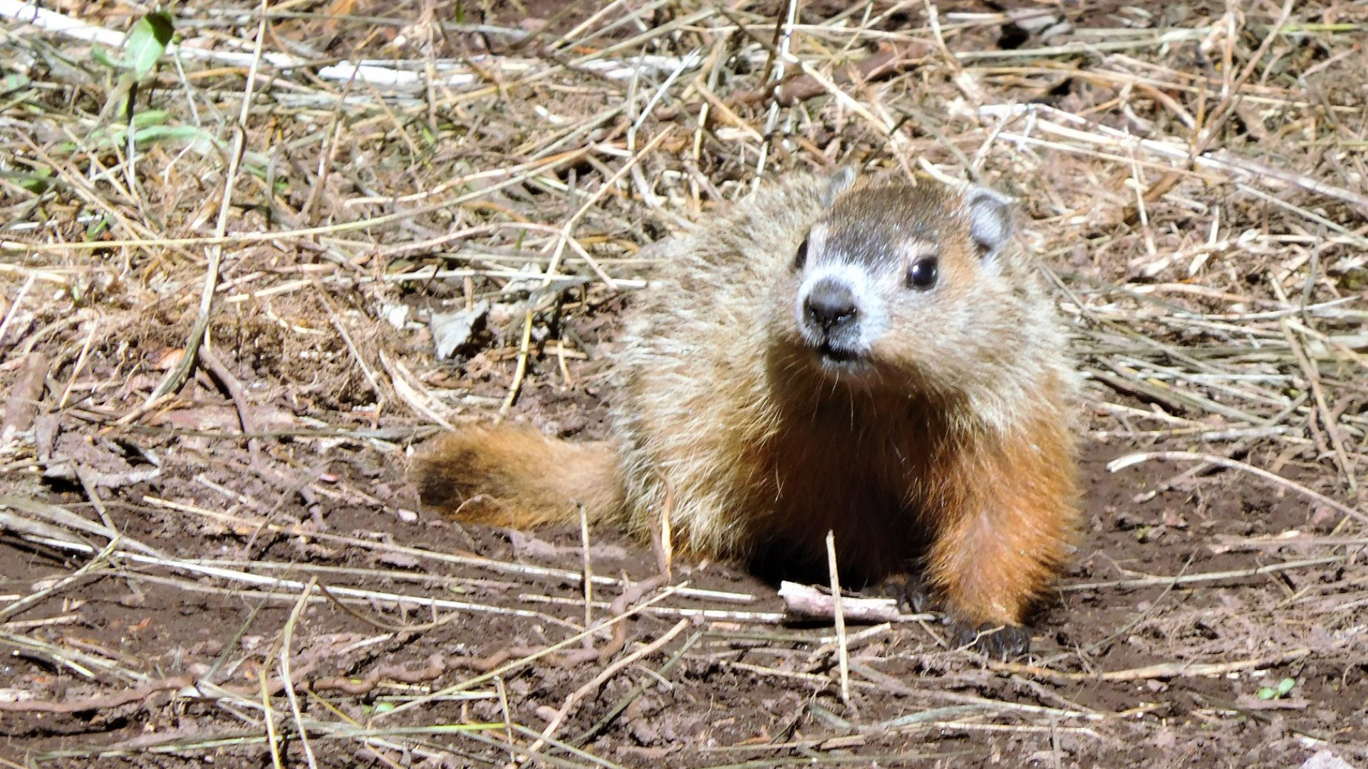 Fred the groundhog dies before Groundhog Day prediction