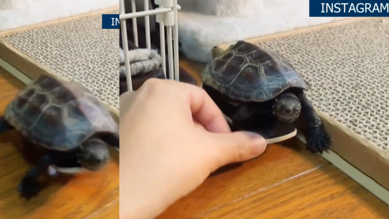 This skateboarding turtle could give Tony Hawk a run for his money