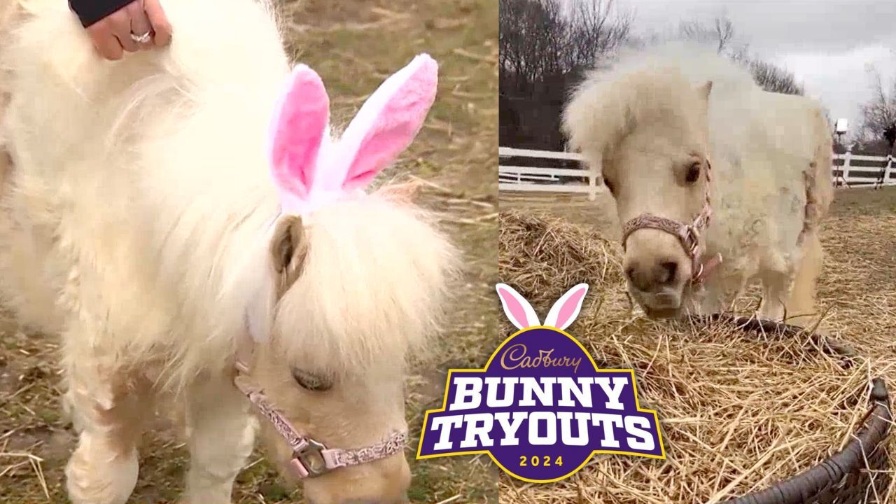 Meet an adorable miniature horse competing in an Easter contest