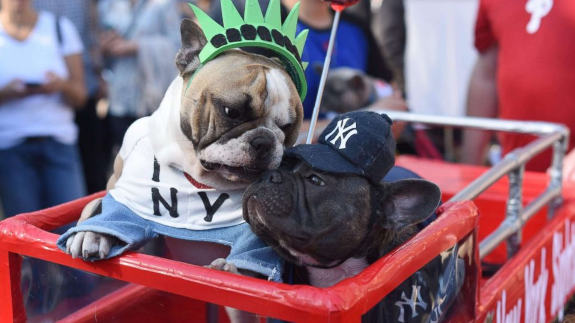 Dogs dress to the nines for NYC Halloween pup parade