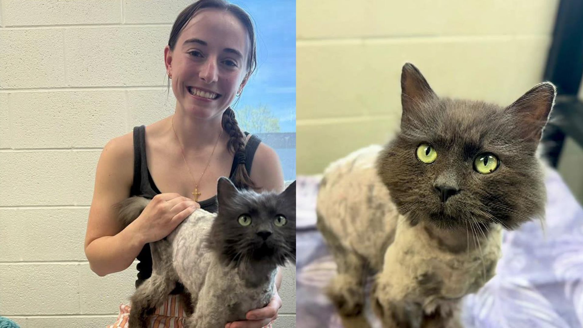 This cat reunited with its owner after being missing for 3 years