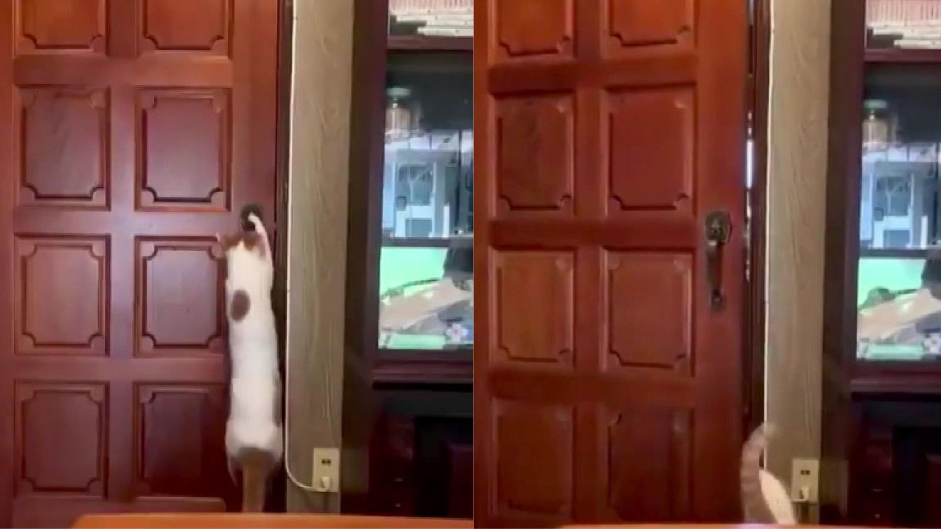 This cat has an unbelievable secret talent