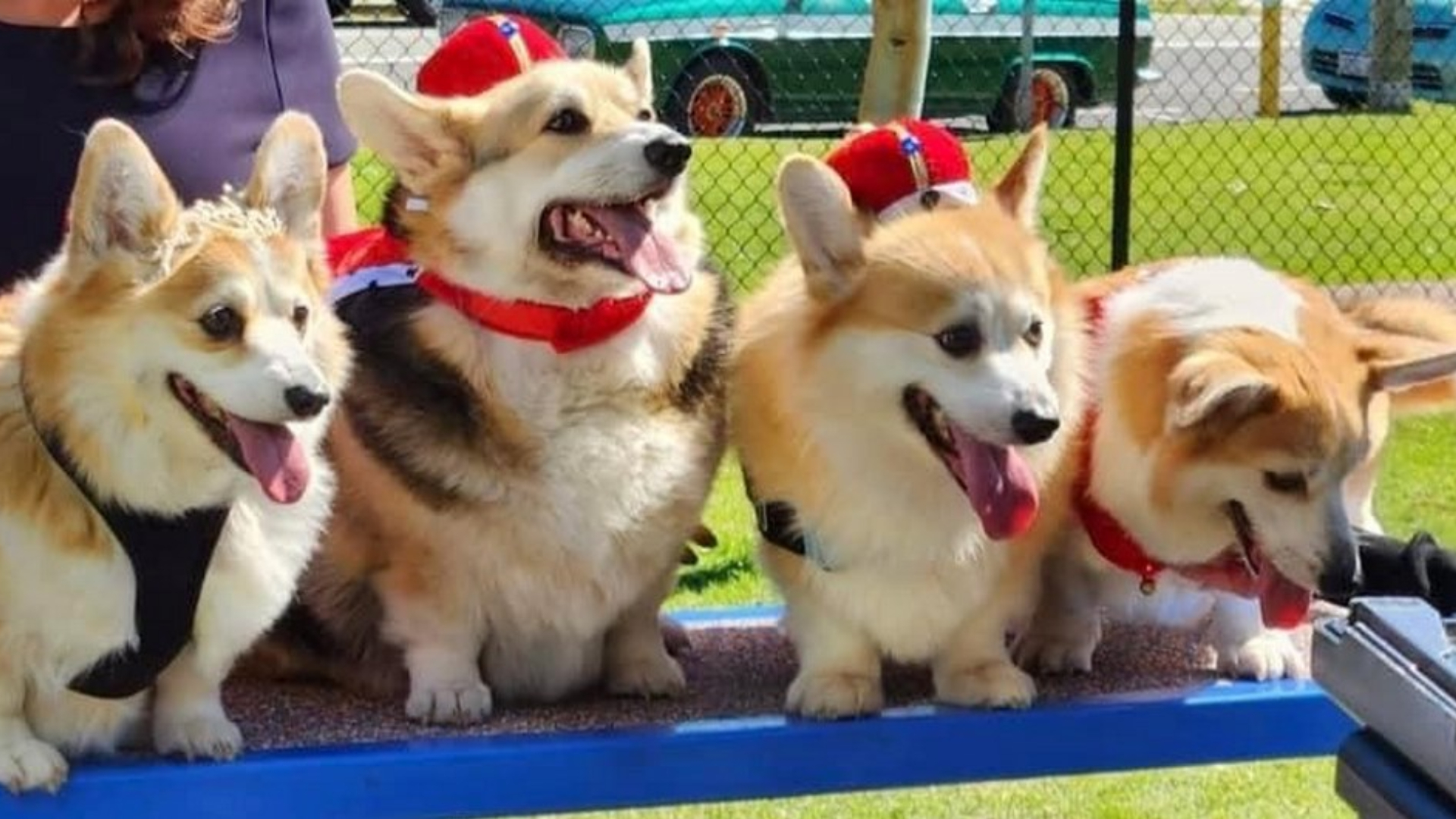 Corgis are dressing in royal garb to pay tribute to Queen Elizabeth II