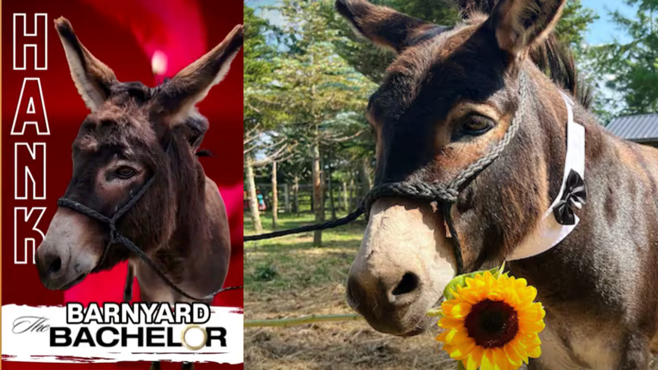 This ‘barnyard bachelor’ is looking for love… and we’re 100% here for it