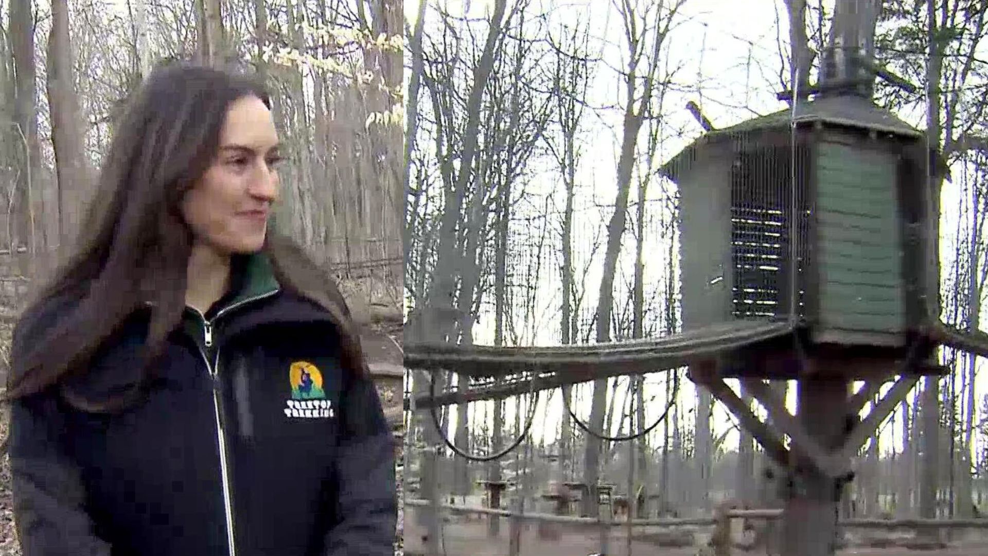 Step into the wild and experience nature like never before with Treetop Trekking