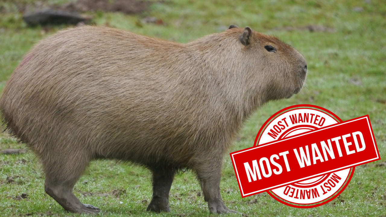 A new game based on the great 2016 cabybara escape is in development
