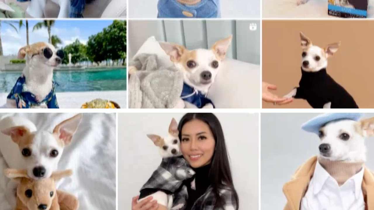 Meet Bao: the 3-year-old chihuahua travel influencer