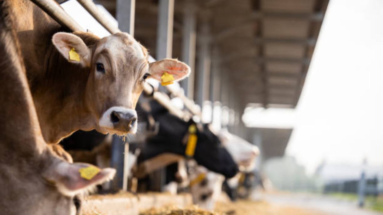 Watch this if you’re a milk-lover living in Ontario