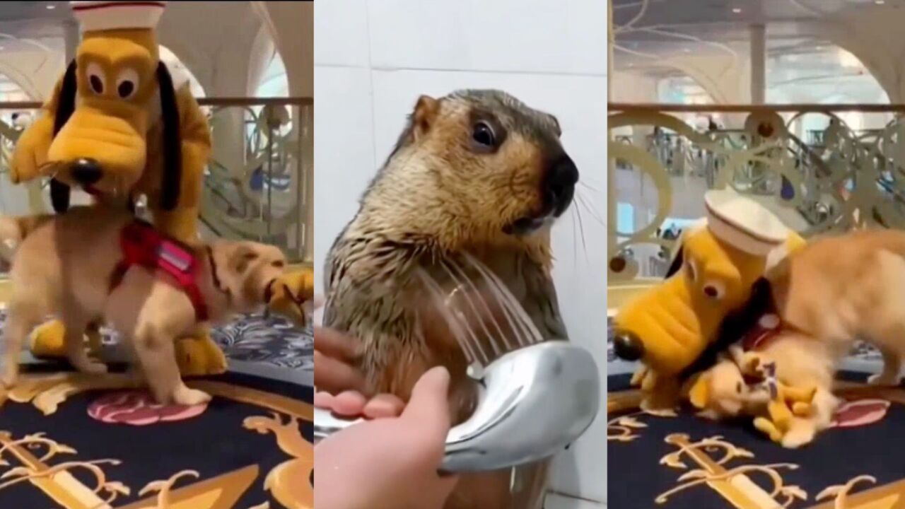 These precious animal videos are sure to make you smile