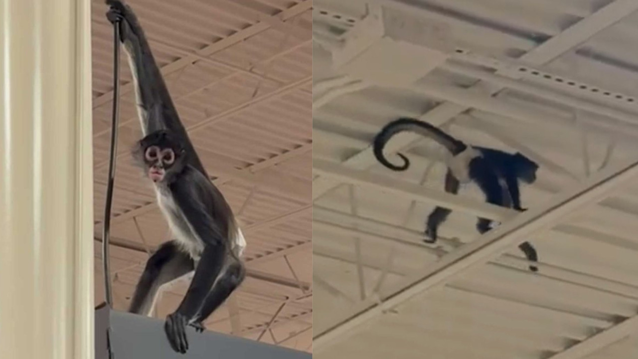 A monkey on the loose has this Spirit Halloween store going bananas