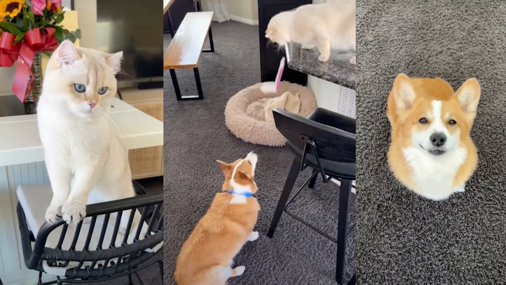 Cat and dog go viral for their (impressive) teamwork thievery