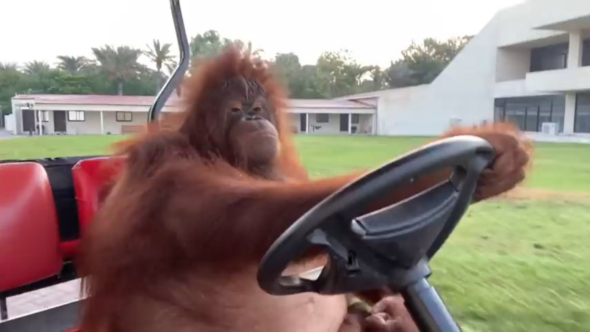 This orangutan is channeling his inner Tony Soprano