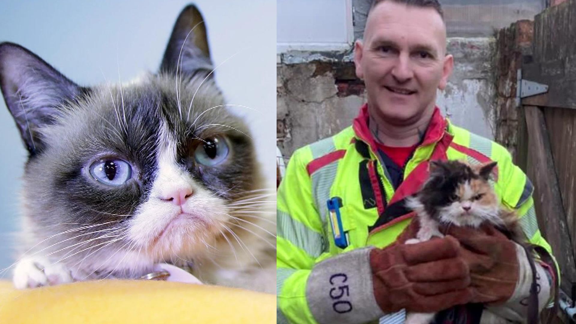 We may have just found the NEW grumpy cat