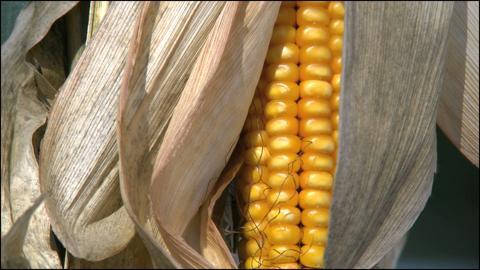 Open Ear Of Corn