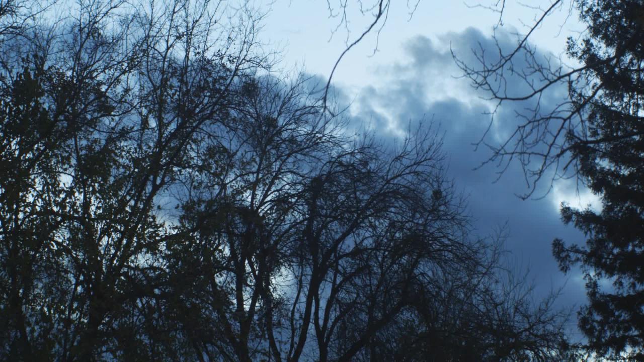 Timelapse Trees Windy Clouds 2