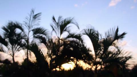 Cancun Palm Trees