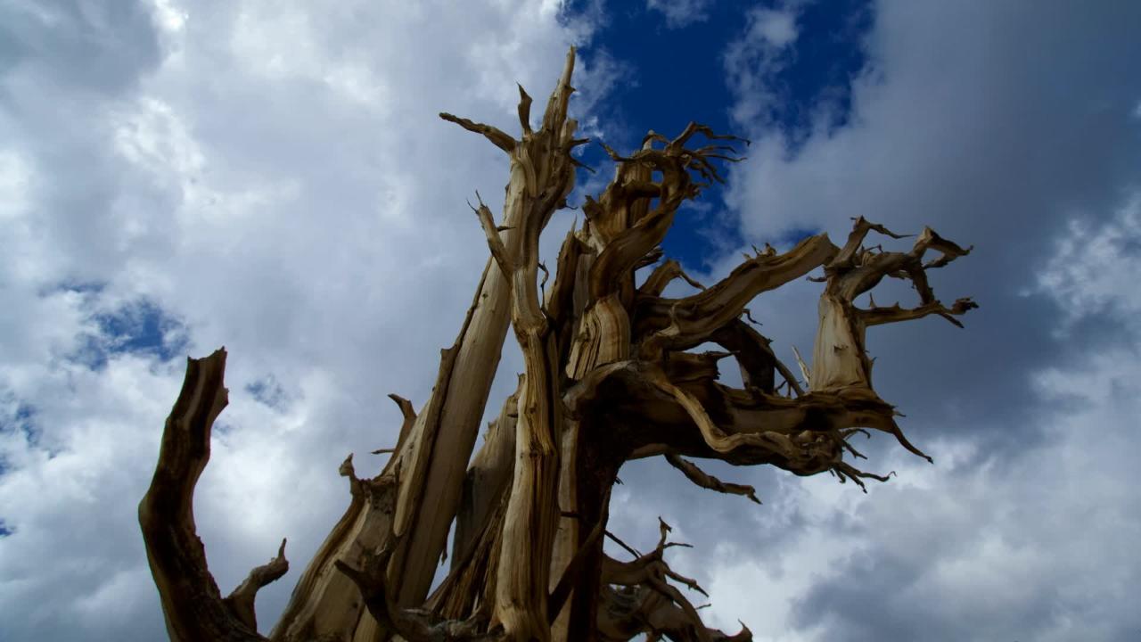 Timelapse Desert Tree Clouds Sky