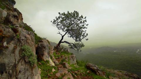 Mountain Tree 1